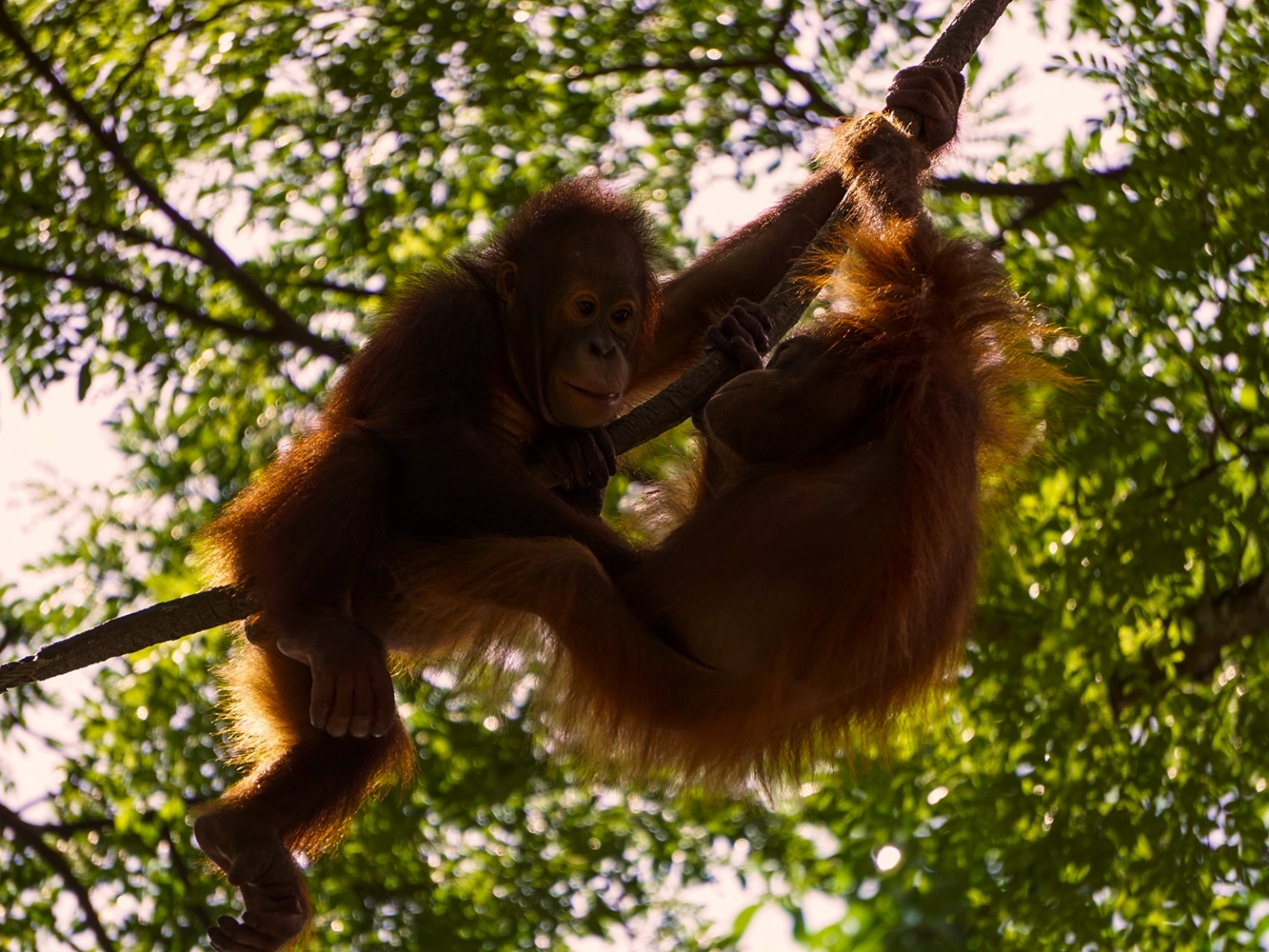 Wildlife Wonders of Singapore