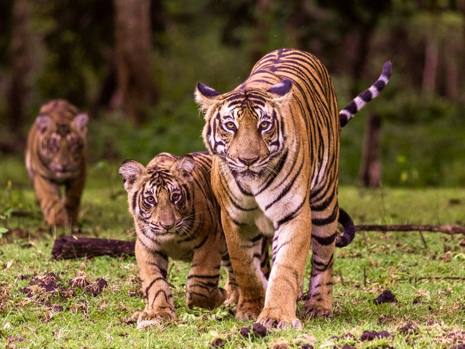 Wildlife Wonders of Thailand