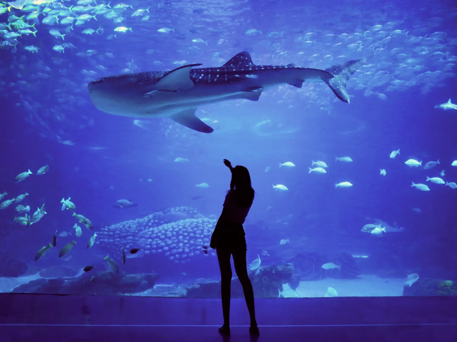 Wildlife Wonders of the UAE