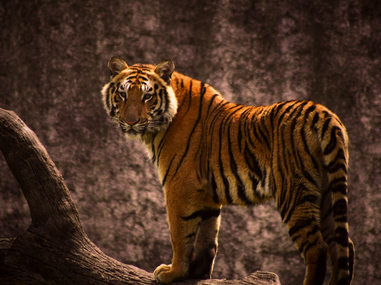 Wildlife Wonders of Vietnam