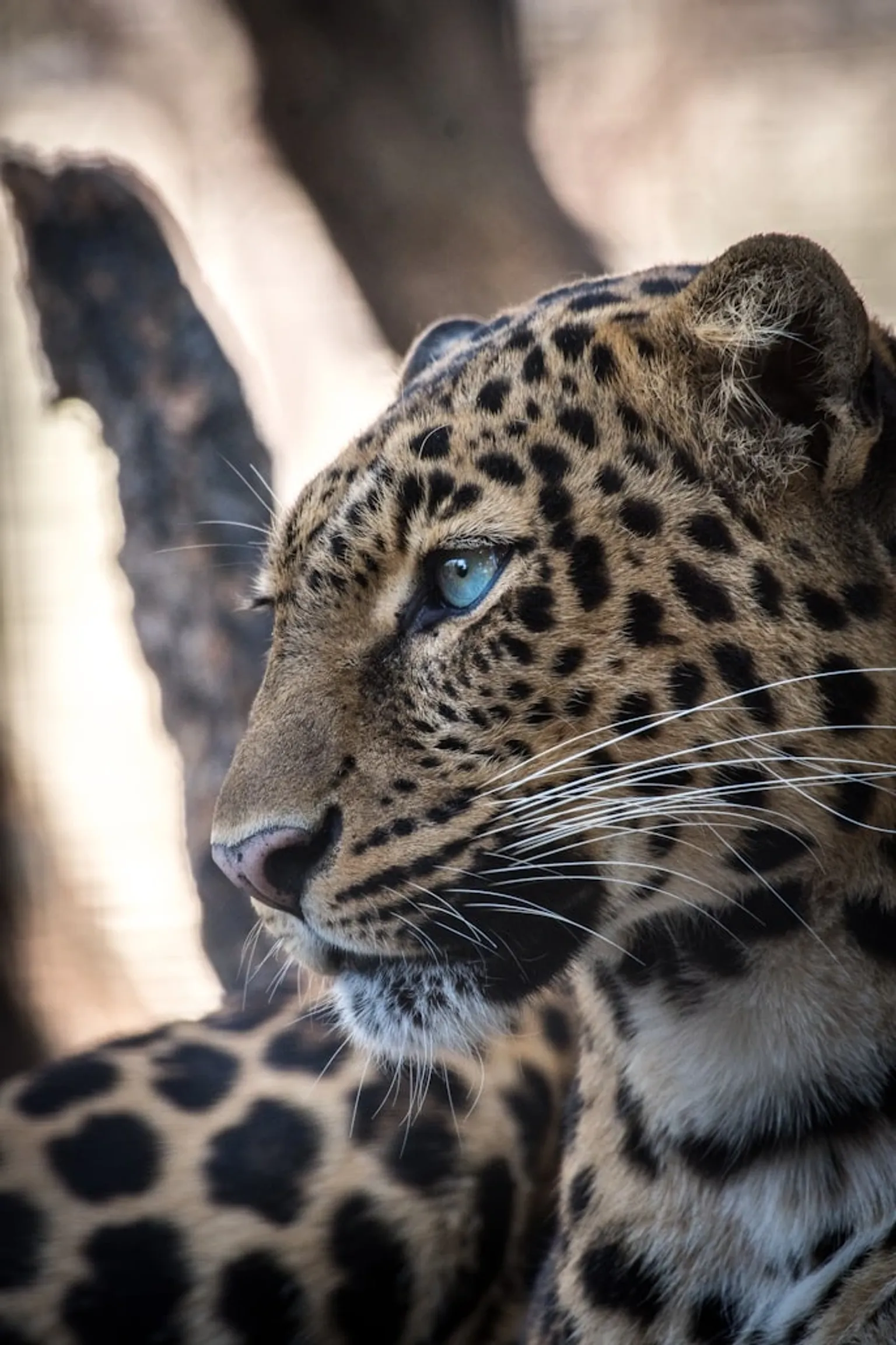 A breathtaking view of a wild animal in its natural habitat, showcasing the beauty of nature and wildlife conservation.